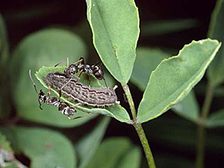 Plebeius idas (Synonym Lycaeides idas)